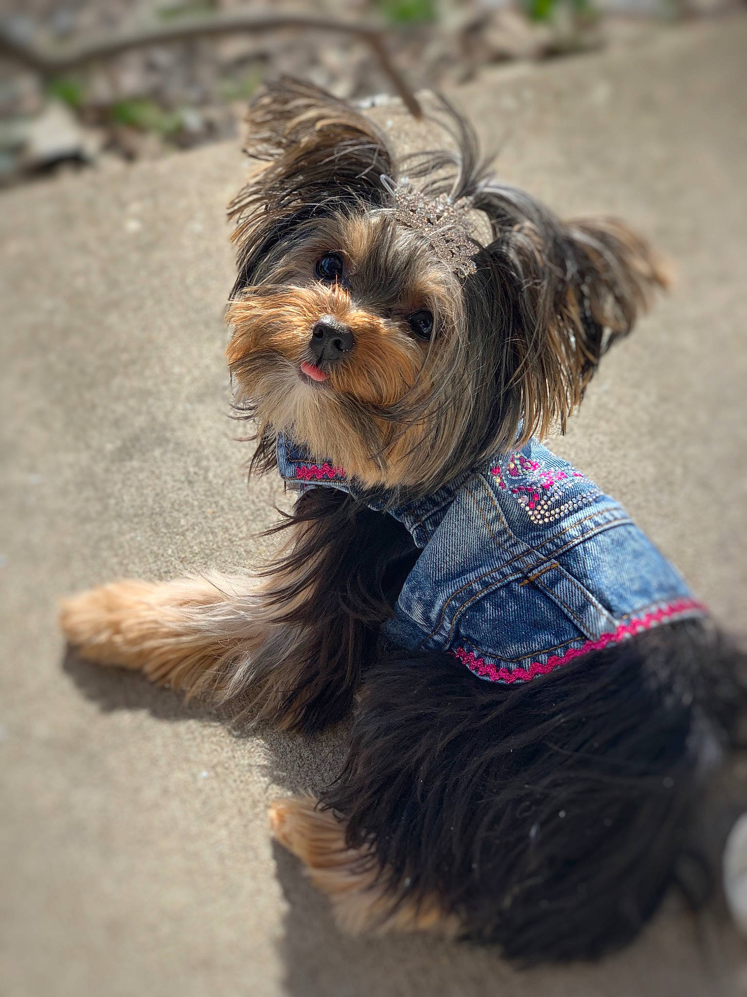 Magalynn is registered to the contest to win money with this photo: canidae, carnivore, collar, companion_dog, dog, dog_breed, dog_clothes, dog_collar, dog_supply, fur, leash, mammal, pet_supply, small_terrier, snout, sporting_group, terrier, toy_dog, vertebrate, working_animal