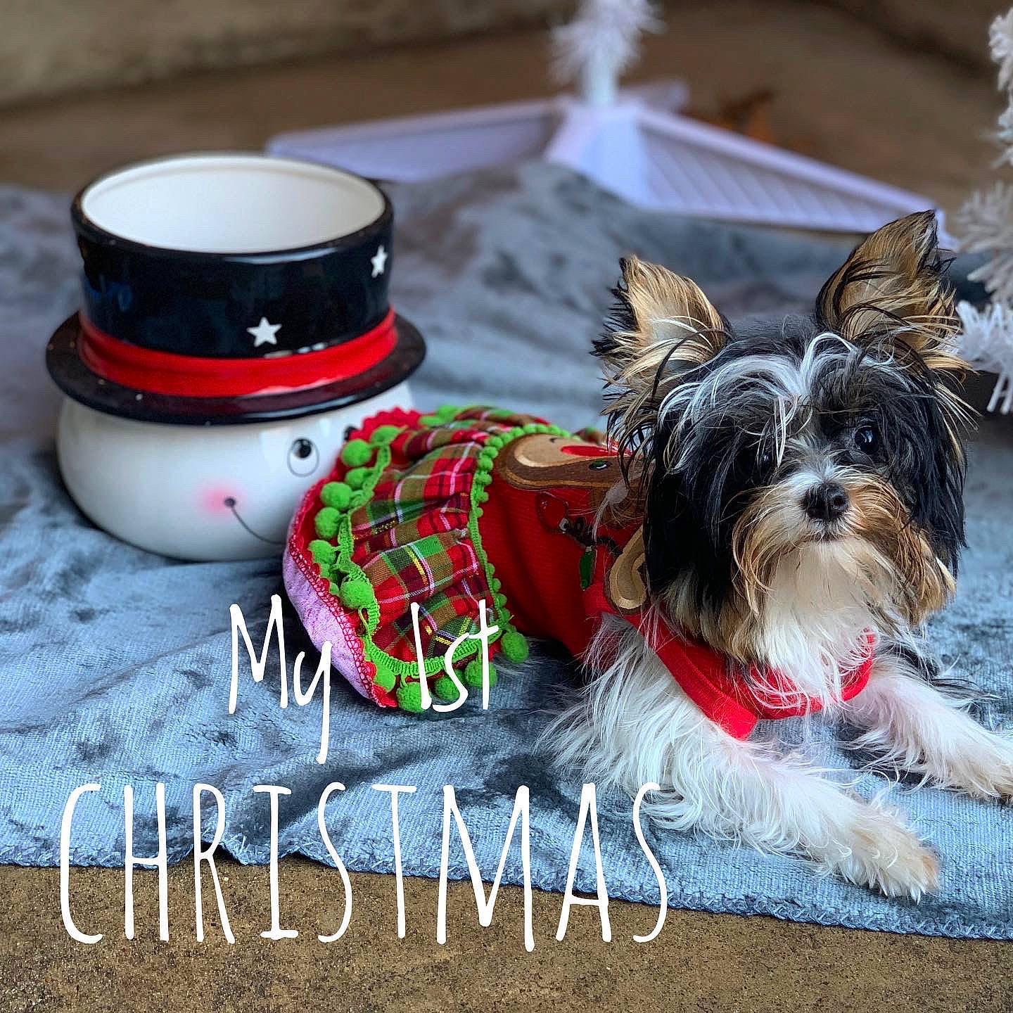 Lindy Lou is registered to the contest to win money with this photo: carmine, carnivore, christmas, collar, companion_dog, dog, dog_breed, dog_clothes, dog_collar, dog_supply, fashion_accessory, fawn, font, ornament, pet_supply, plant, serveware, sporting_group, toy_dog, working_animal