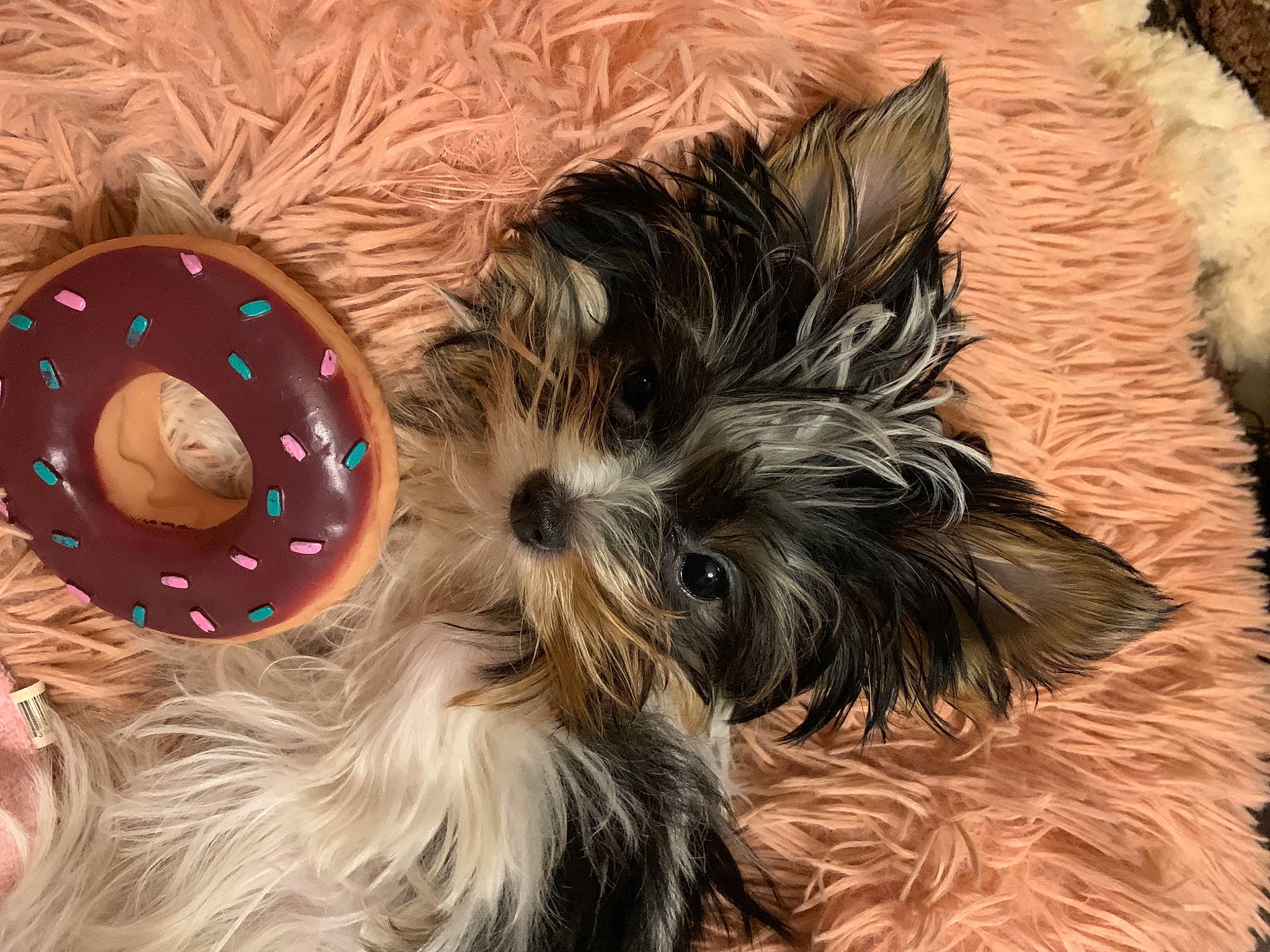 Lindy Lou is registered to the contest to win money with this photo: australian_silky_terrier, biewer_terrier, canidae, carnivore, companion_dog, dog, dog_breed, dog_supply, ear, fawn, fur, liver, small_terrier, snout, sporting_group, terrier, toy_dog, working_animal, yorkipoo, yorkshire_terrier