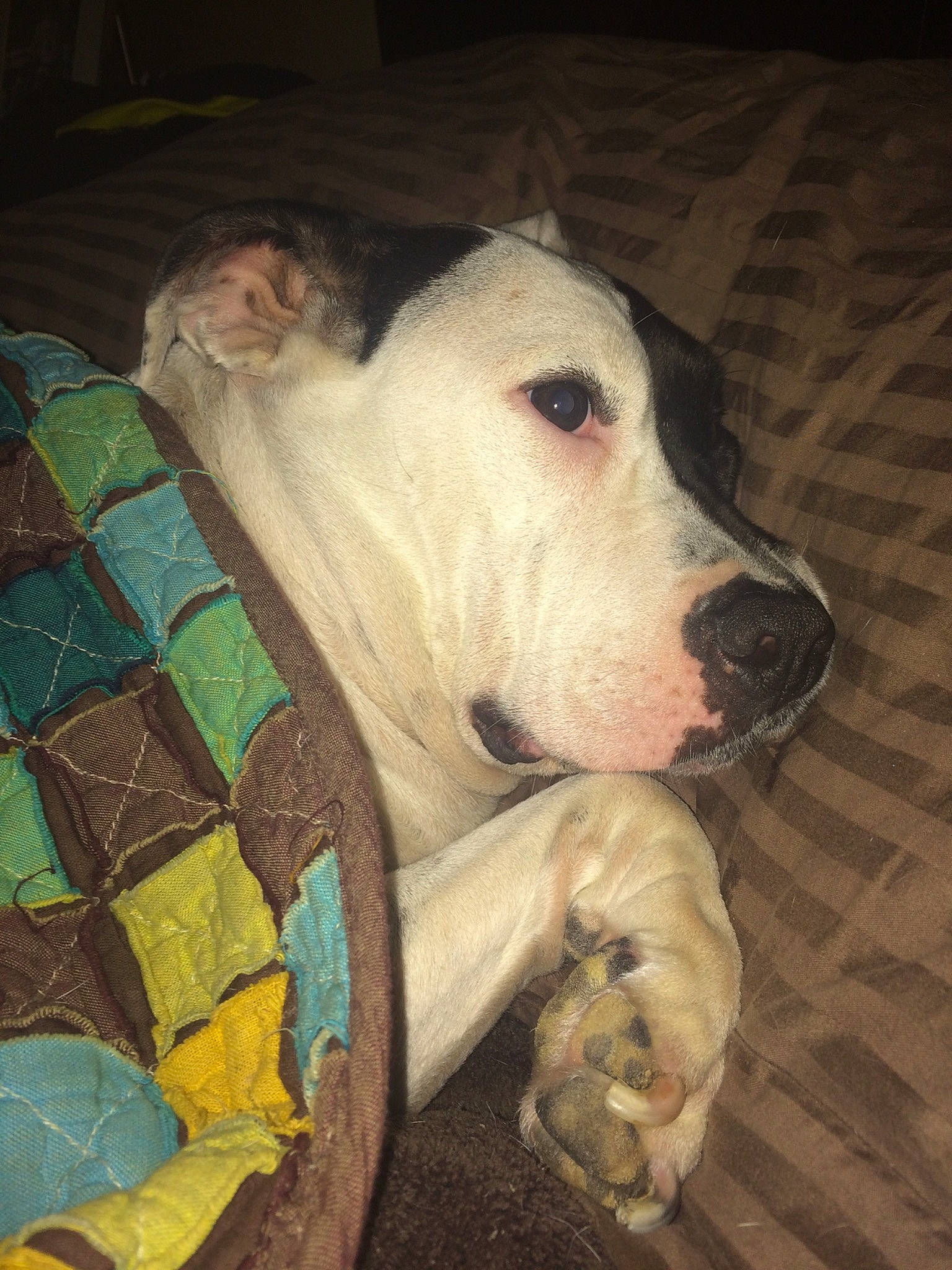 Dixie joined the competition — help win amazing prizes! animal_shelter, canidae, carnivore, companion_dog, dog, dog_breed, dog_supply, fawn, flooring, fur, jaw, mammal, non_sporting_group, pet_supply, snout, sporting_group, terrestrial_animal, whiskers, wood, working_animal