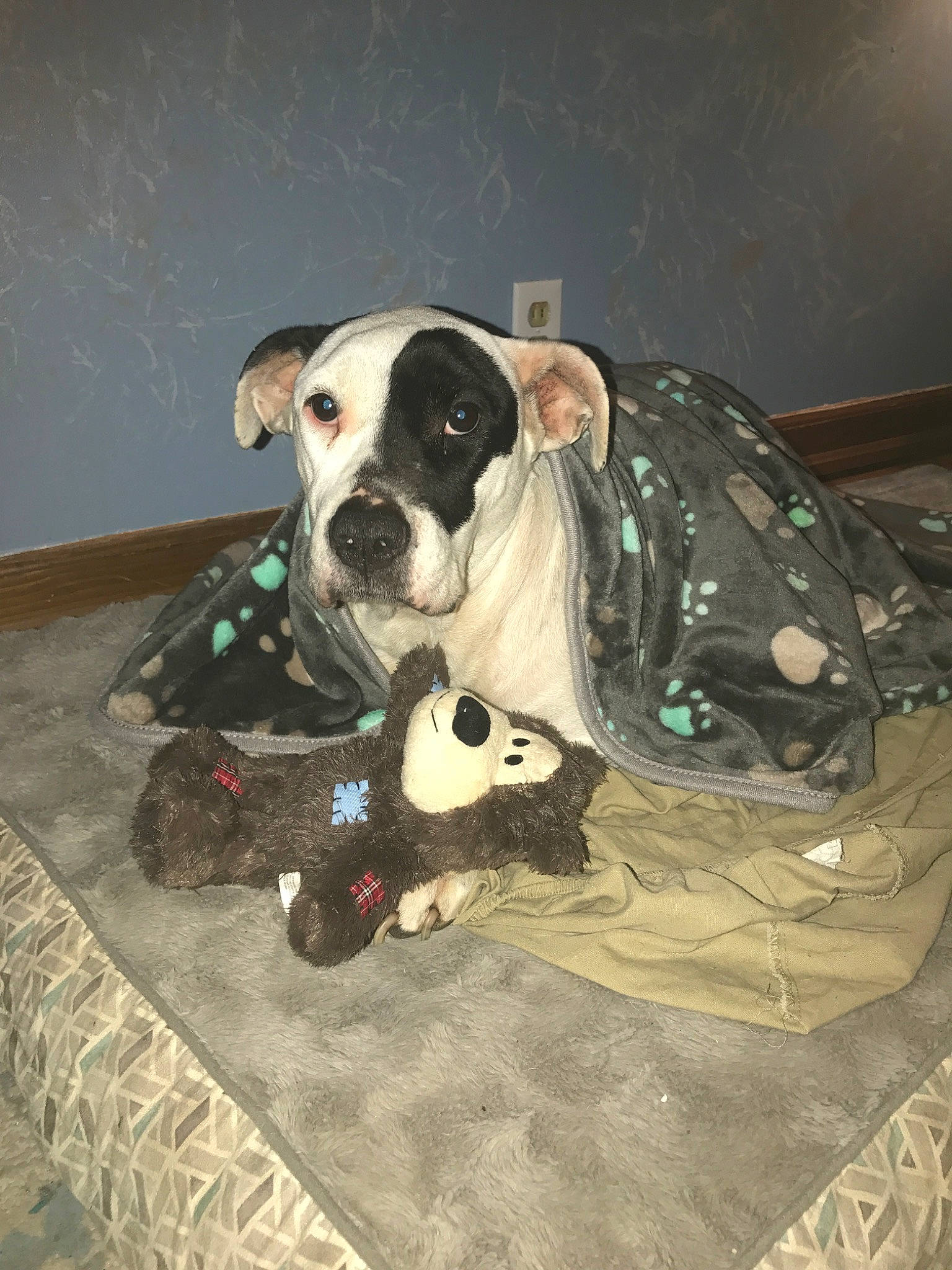 Dixie is registered to the contest to win money with this photo: ball, camouflage, canidae, carnivore, companion_dog, dalmatian, dog, dog_breed, dog_clothes, dog_supply, fawn, flooring, fur, military_camouflage, personal_protective_equipment, pet_supply, snout, sporting_group, toy, working_animal