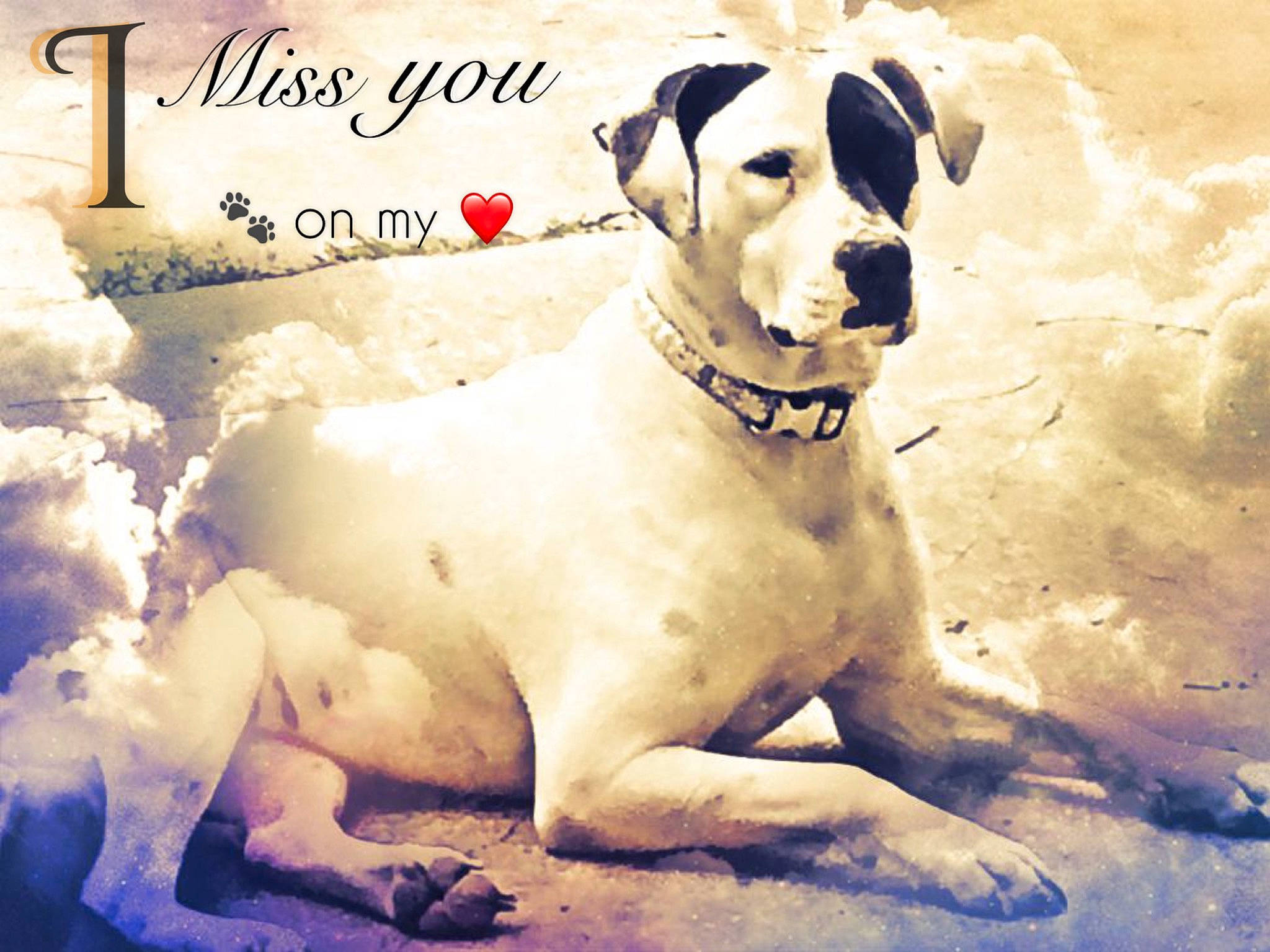 Dixie joined the competition — help win amazing prizes! art, ball, canidae, carnivore, collar, companion_dog, dog, dog_breed, dog_collar, fawn, font, happy, illustration, paw, pet_supply, photo_caption, poster, snout, sporting_group, working_animal