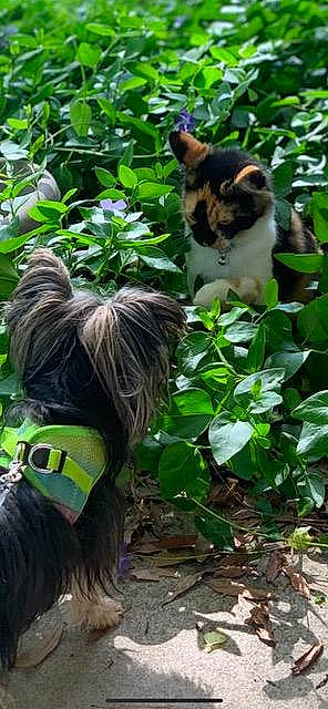 Magalynn is registered to the contest to win money with this photo: carnivore, cat, companion_dog, fawn, felidae, fur, grass, groundcover, jungle, leaf, liver, mammal, organism, plant, small_to_medium_sized_cats, snout, tail, vertebrate, whiskers, working_animal