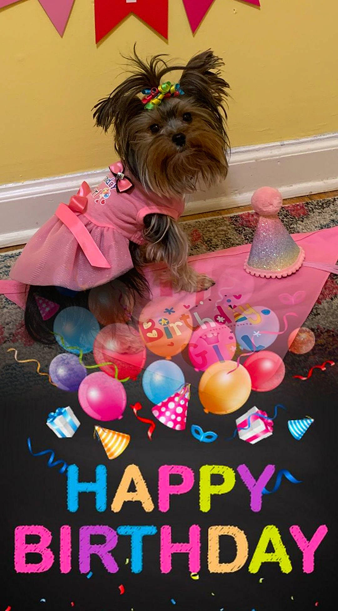 Magalynn joined the competition — help win amazing prizes! canidae, carnivore, chinese_crested_dog, companion_dog, dog, dog_breed, dog_clothes, dog_supply, fashion_accessory, fawn, liver, magenta, party_supply, pet_supply, pink, small_terrier, snout, sporting_group, toy_dog, working_animal