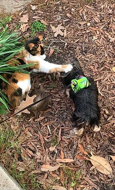 Magalynn is registered to the contest to win money with this photo: canidae, carnivore, cat, companion_dog, dog, dog_breed, felidae, fur, grass, groundcover, mammal, plant, small_to_medium_sized_cats, soil, sporting_group, tail, terrestrial_animal, vertebrate, wildlife, wood