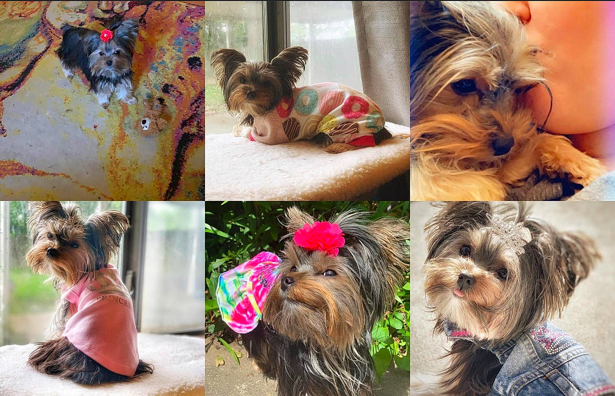 Magalynn is registered to the contest to win money with this photo: art, carnivore, collage, collar, companion_dog, dog, dog_breed, dog_collar, dog_supply, fashion_accessory, fawn, grass, happy, liver, plant, snout, sporting_group, toy_dog, vertebrate, working_animal
