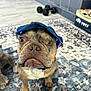 Fritz Ellis joined the competition — help win amazing prizes! bulldog, dog, pet, indoor, blue_cap, curious_expression, rug, floor, weights, toys, carpet, close_up, animal, companion, domestic, brown, short_hair, sitting, looking_up, home