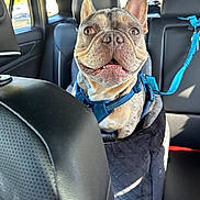 Fritz Ellis is registered to the contest to win money with this photo: french_bulldog, dog, pet, car_interior, seat, harness, smiling, happy, leash, window, sunlight, black_leather, seatbelt, animal, companion, transportation, travel, cute, domestic_animal, portrait