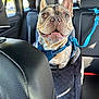 french_bulldog, dog, pet, car_interior, seat, harness, smiling, happy, leash, window, sunlight, black_leather, seatbelt, animal, companion, transportation, travel, cute, domestic_animal, portrait