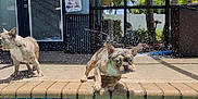 Fritz Ellis joined the competition — help win amazing prizes! dog, french_bulldog, water, pool, shaking, splash, outdoor, sunny, backyard, patio, tile, plants, palm_trees, house, door, window, fence, daytime, canine, pets