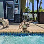 dog, french_bulldog, water, pool, shaking, splash, outdoor, sunny, backyard, patio, tile, plants, palm_trees, house, door, window, fence, daytime, canine, pets