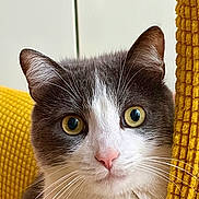 Ben participe au concours pour gagner de l'argent avec cette photo : cat, animal, pet, gray, white, yellow_eyes, whiskers, fur, closeup, face, portrait, curious, indoors, texture, fabric, yellow, cute, looking, soft, ears