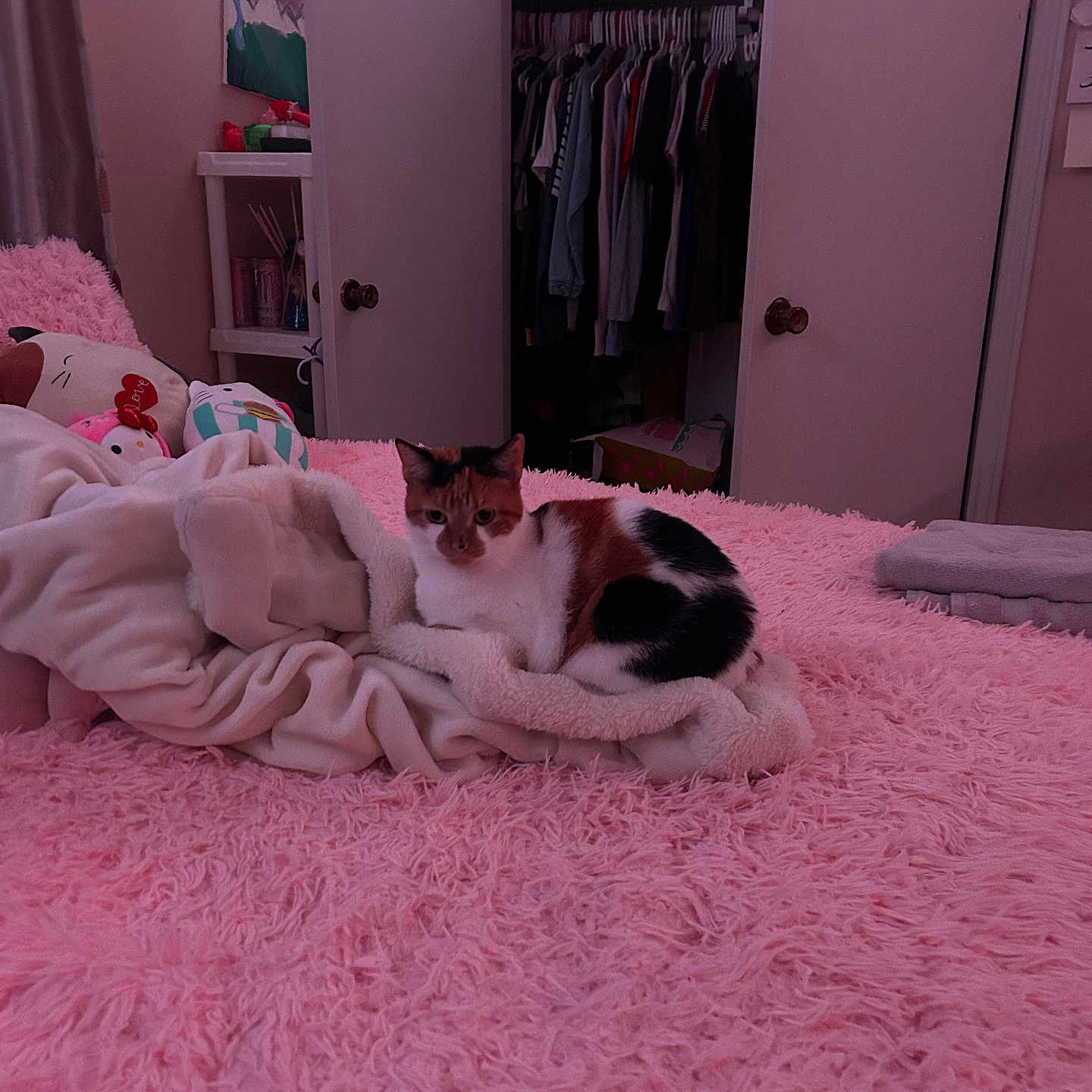 Maggie joined the competition — help win amazing prizes! animal, bed, bedroom, blanket, calico_cat, cat, closet, clothes, cozy, cute, domestic, door, fur, furniture, indoor, pet, pink_bedspread, plush_toy, resting, soft_texture