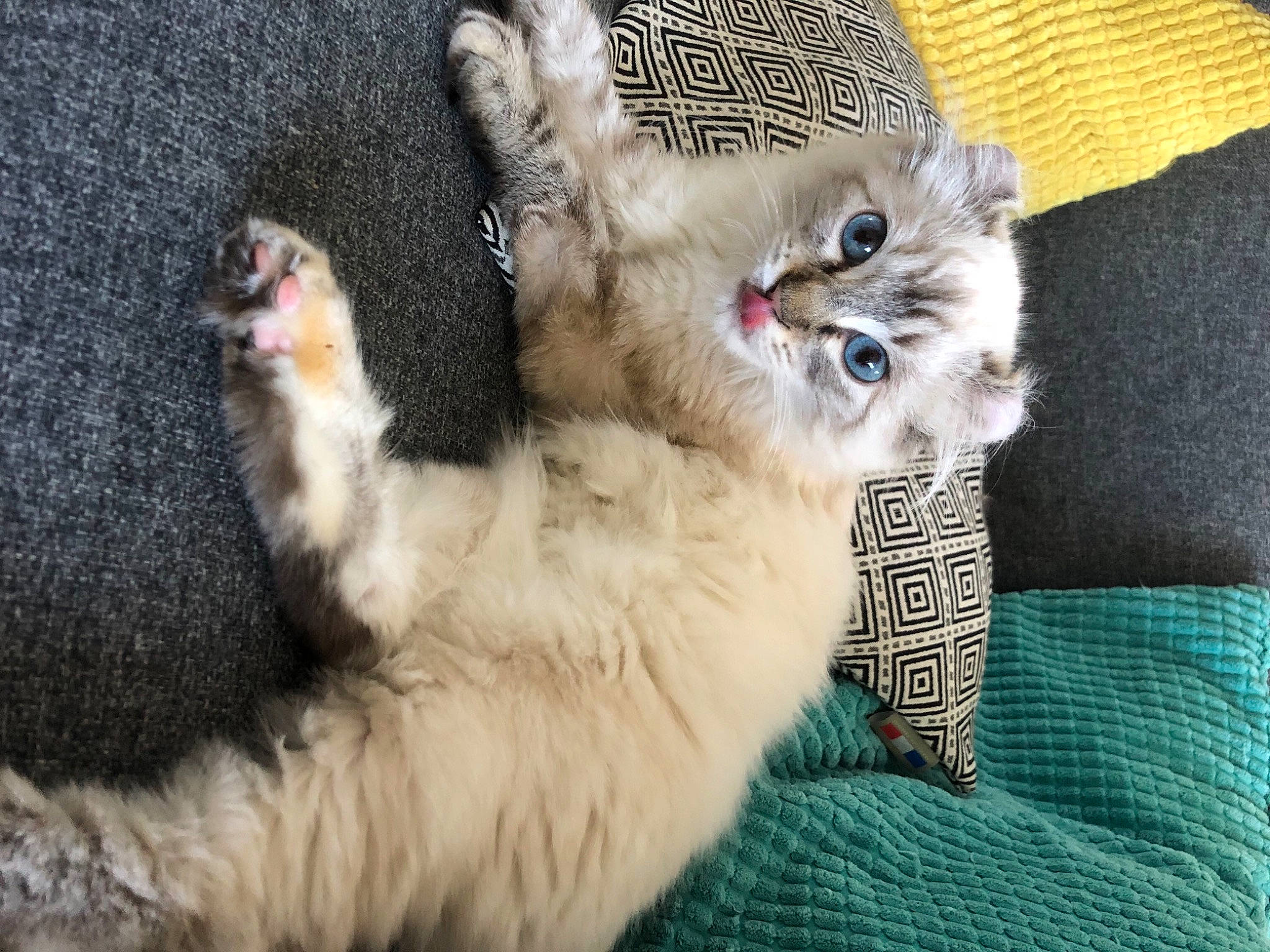 Rune participe au concours pour gagner de l'argent avec cette photo : carnivore, cat, claw, felidae, fur, kitten, linens, paw, pet_supply, small_to_medium_sized_cats, snout, tabby_cat, vertebrate, whiskers