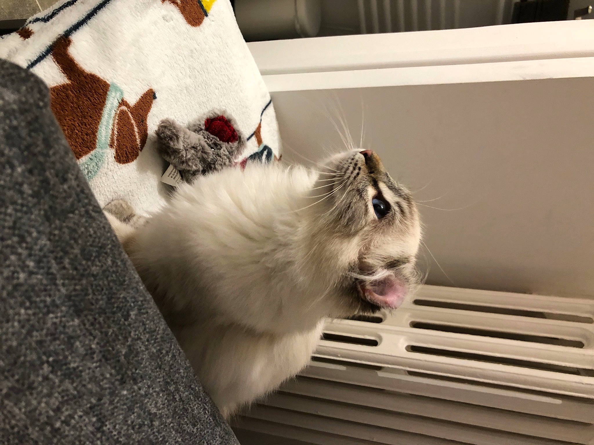 Rune a rejoint le concours — aidez-le/la à gagner de superbes lots ! beige, fawn, fur, guinea_pig, linens, pet_supply, rodent, snout, whiskers