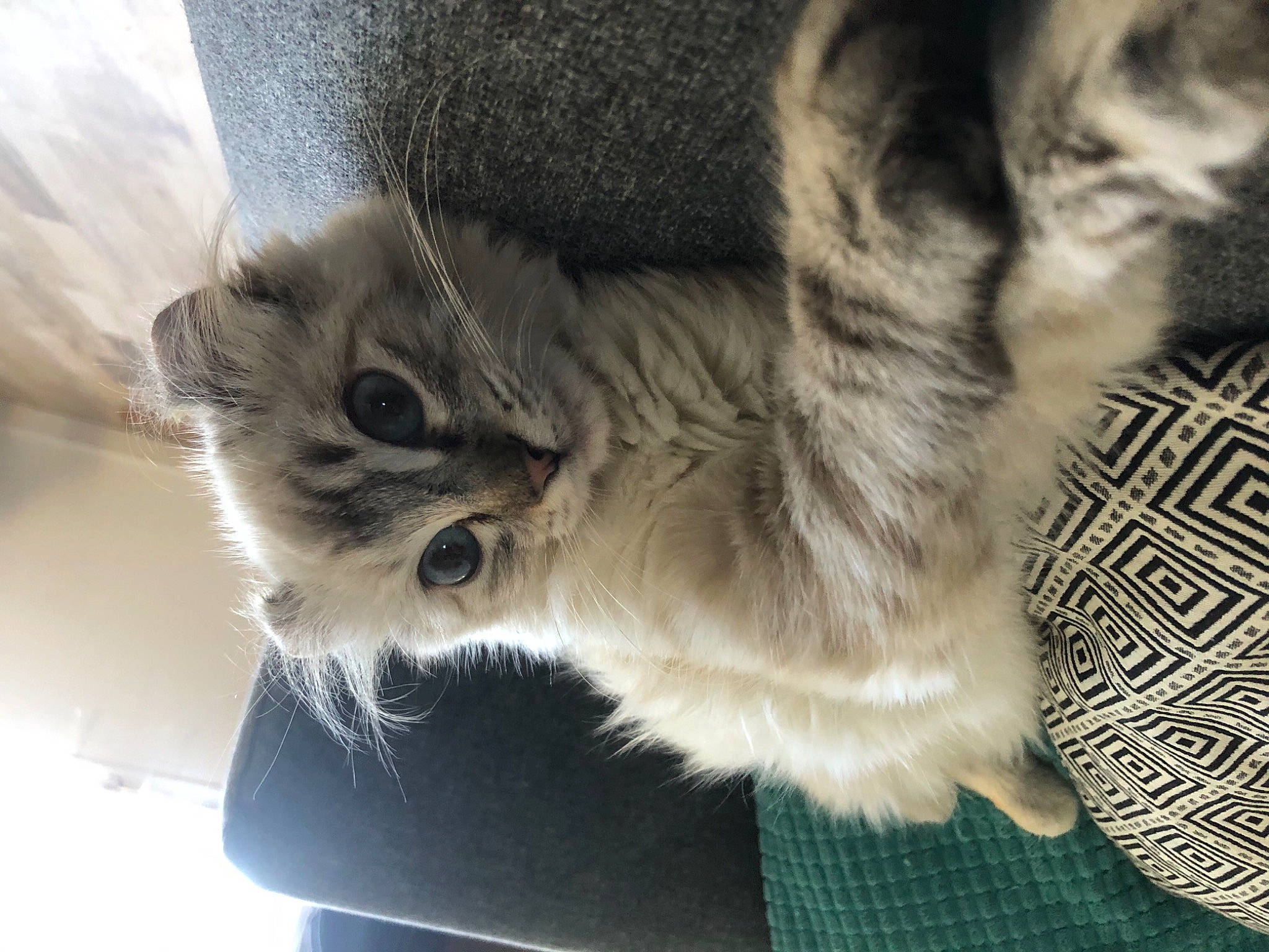 Rune participe au concours pour gagner de l'argent avec cette photo : carnivore, cat, curious, domestic_short_haired_cat, felidae, fur, kitten, paw, pet_supply, small_to_medium_sized_cats, snout, vertebrate, whiskers