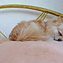 dog, sleeping, pillow, bed, fluffy, cream_colored, indoor, resting, cozy, pet, fur, cute, relaxation, golden_bed_frame, soft, nap, peaceful, animal, domestic, companion