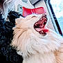 dog, white_dog, fluffy, yawning, mouth_open, teeth, person_partial, black_jacket, red_seat, window, vehicle_interior, train, travel, fur, pet, companion, indoor, daylight, transportation, closeup