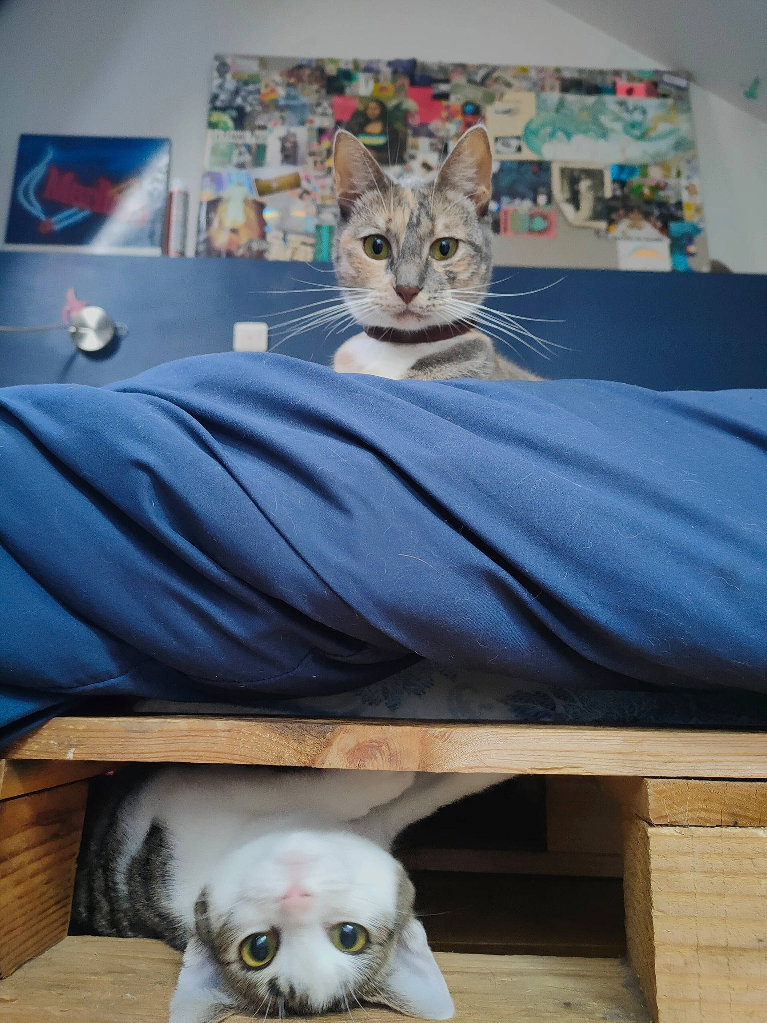 Popy Et Vivian a rejoint le concours — aidez-le/la à gagner de superbes lots ! art, bed, bone, carnivore, cat, fawn, felidae, flooring, grey, linens, mammal, picture_frame, plant, room, small_to_medium_sized_cats, stuffed_toy, toy, vertebrate, whiskers, wood