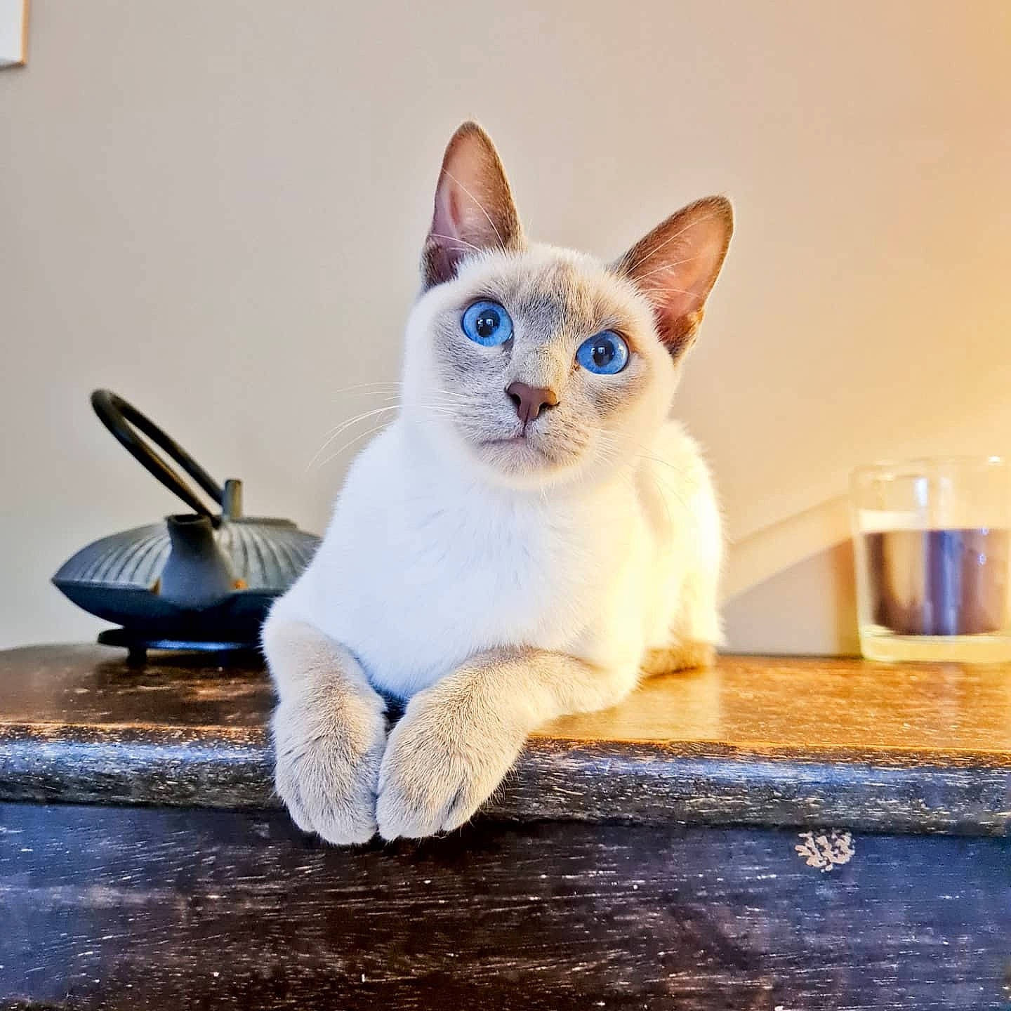 Swann a rejoint le concours — aidez-le/la à gagner de superbes lots ! carnivore, cat, cat_supply, collar, domestic_short_haired_cat, electric_blue, fawn, felidae, flooring, fur, paw, sitting, small_to_medium_sized_cats, snout, tail, thai, whiskers, wood