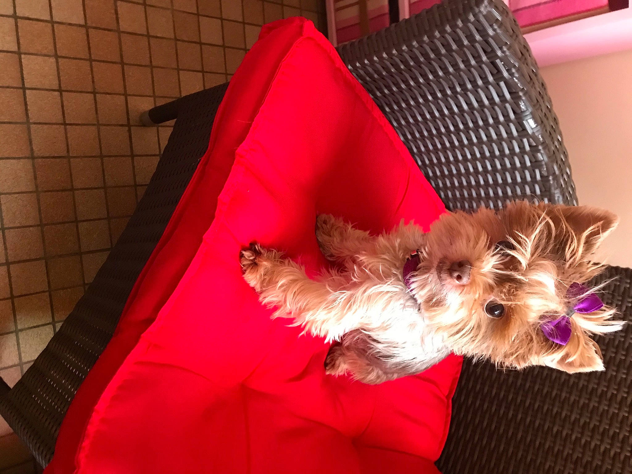 Noisette participe au concours pour gagner de l'argent avec cette photo : canidae, carnivore, companion_dog, dog, dog_breed, dog_clothes, dog_supply, fawn, felidae, fur, liver, small_terrier, small_to_medium_sized_cats, snout, sporting_group, terrier, toy, toy_dog, whiskers, yorkshire_terrier