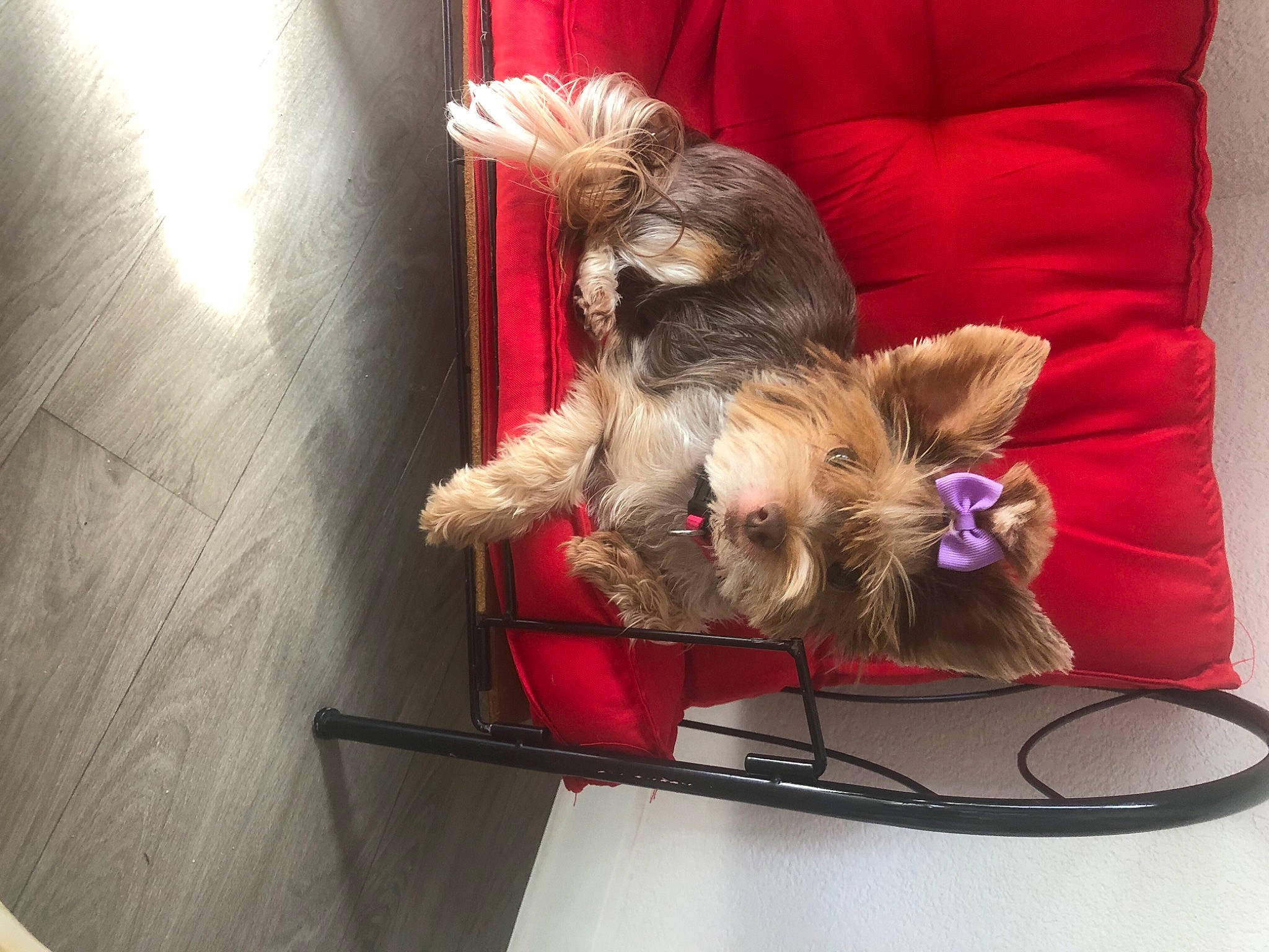 Noisette a rejoint le concours — aidez-le/la à gagner de superbes lots ! carnivore, collar, comfort, companion_dog, couch, dog, dog_breed, dog_clothes, dog_supply, felidae, fur, liver, pet_supply, pillow, small_terrier, snout, terrier, toy_dog, working_animal, yorkshire_terrier