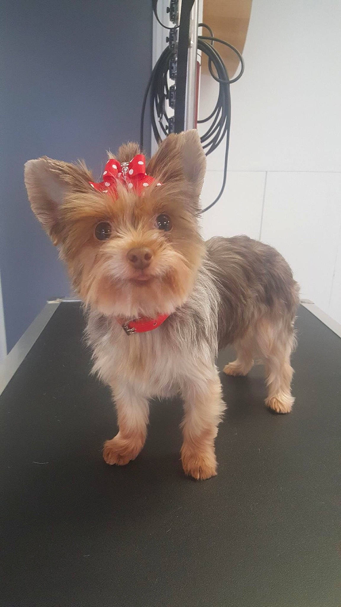 Noisette participe au concours pour gagner de l'argent avec cette photo : biewer_terrier, canidae, carnivore, companion_dog, dog, dog_breed, dog_supply, fashion_accessory, fawn, fur, pet_supply, small_terrier, sporting_group, tail, terrier, toy_dog, working_terrier, yorkipoo, yorkshire_terrier