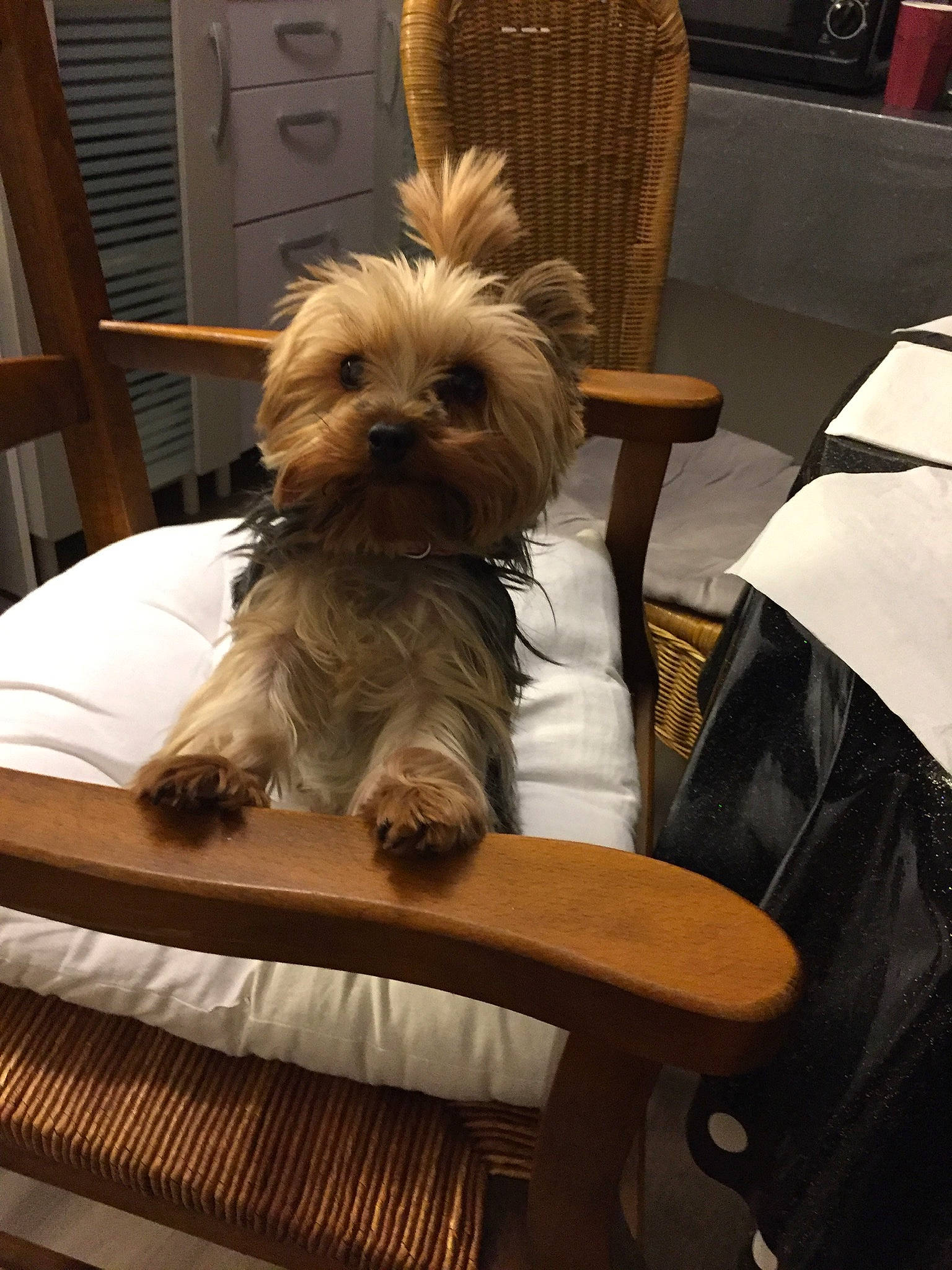 Margotte a rejoint le concours — aidez-le/la à gagner de superbes lots ! carnivore, chair, comfort, companion_dog, dog, dog_breed, dog_supply, fawn, fur, furniture, hardwood, liver, shih_tzu, small_terrier, snout, sporting_group, terrier, toy_dog, wood, working_animal