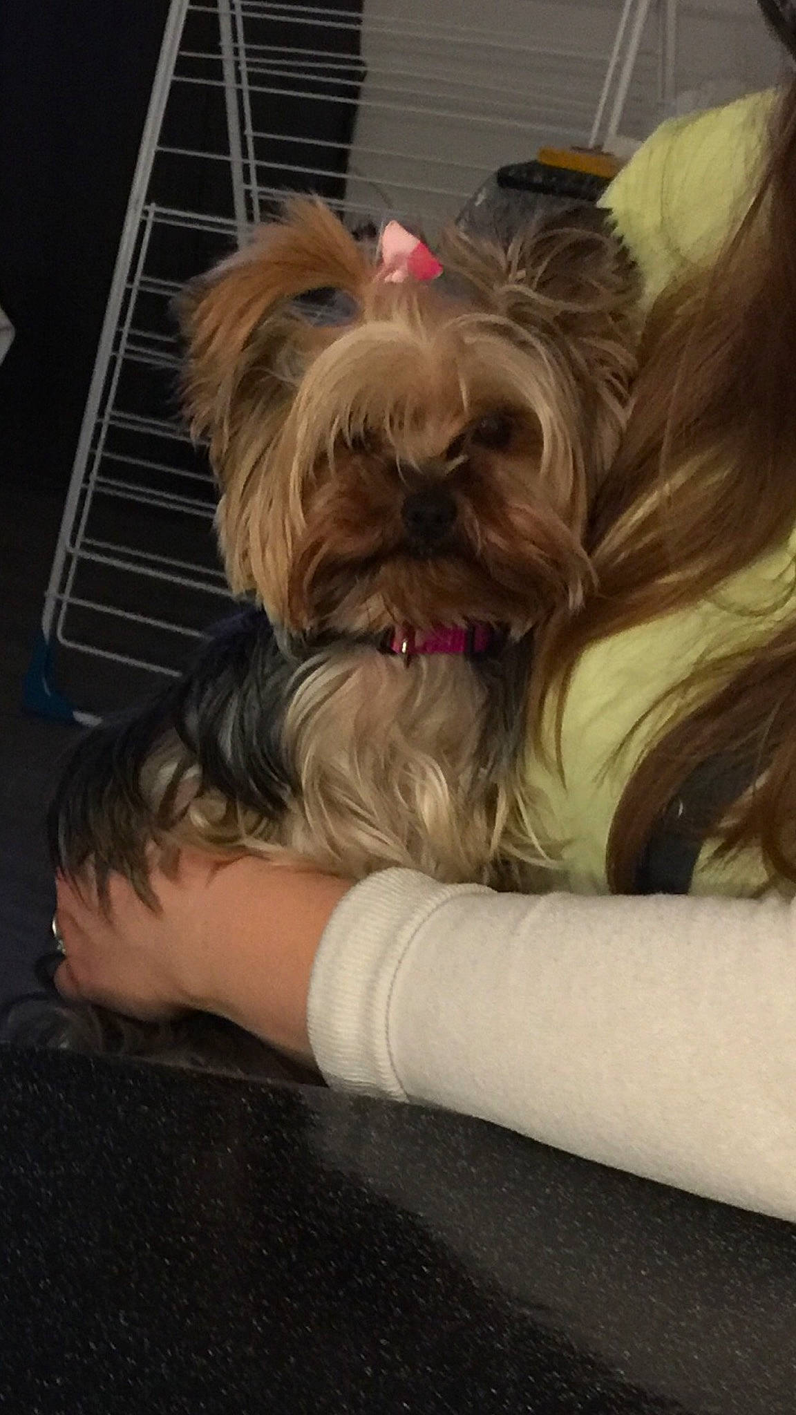 Margotte a rejoint le concours — aidez-le/la à gagner de superbes lots ! canidae, carnivore, comfort, companion_dog, dog, dog_breed, dog_supply, fawn, fur, liver, maltepoo, nap, pet_supply, shih_tzu, small_terrier, snout, sporting_group, terrier, toy_dog, working_animal