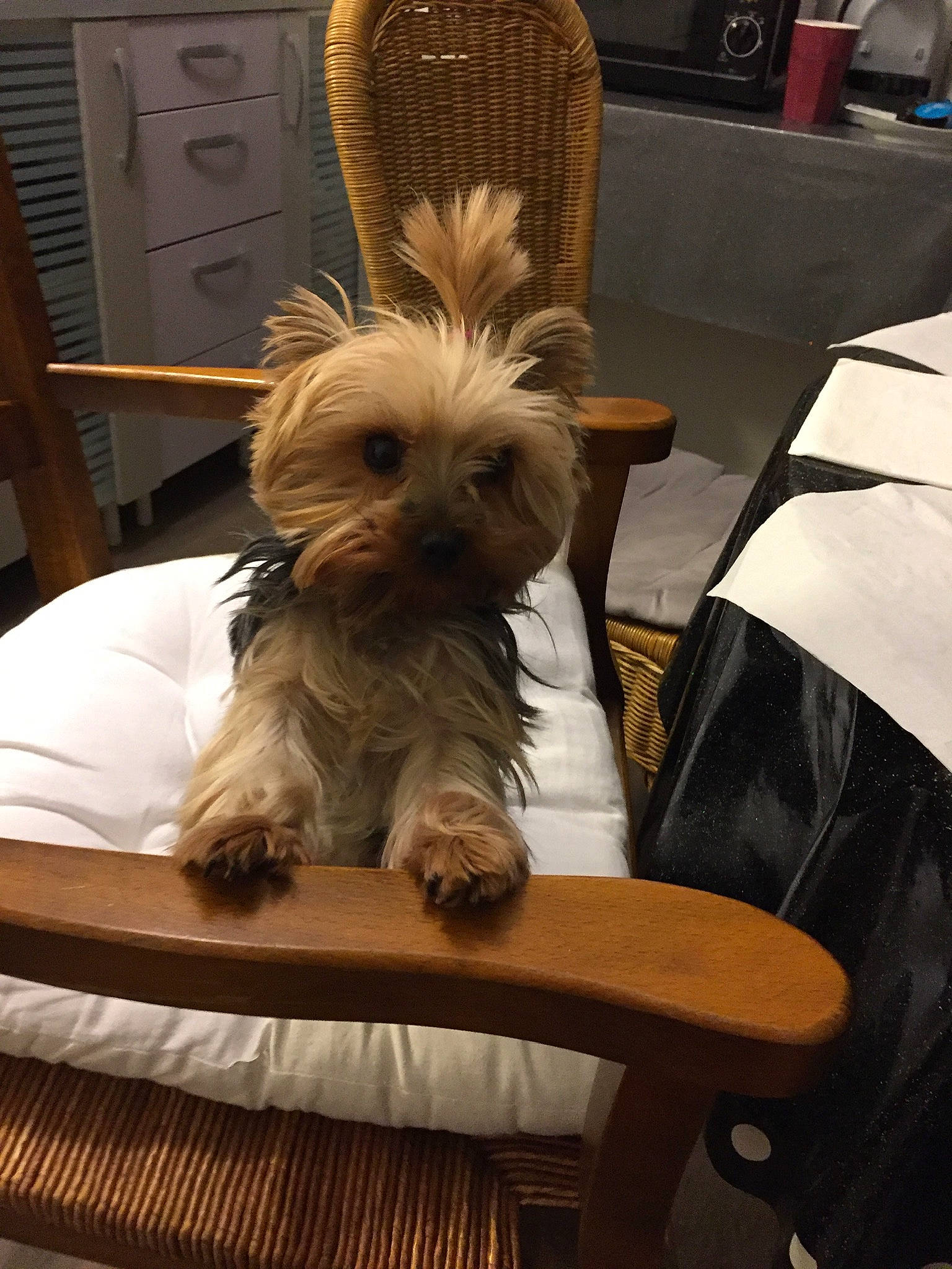 Margotte participe au concours pour gagner de l'argent avec cette photo : canidae, carnivore, chair, comfort, companion_dog, dog, dog_breed, dog_supply, fawn, fur, furniture, hardwood, liver, small_terrier, snout, sporting_group, terrier, toy_dog, wood, working_animal