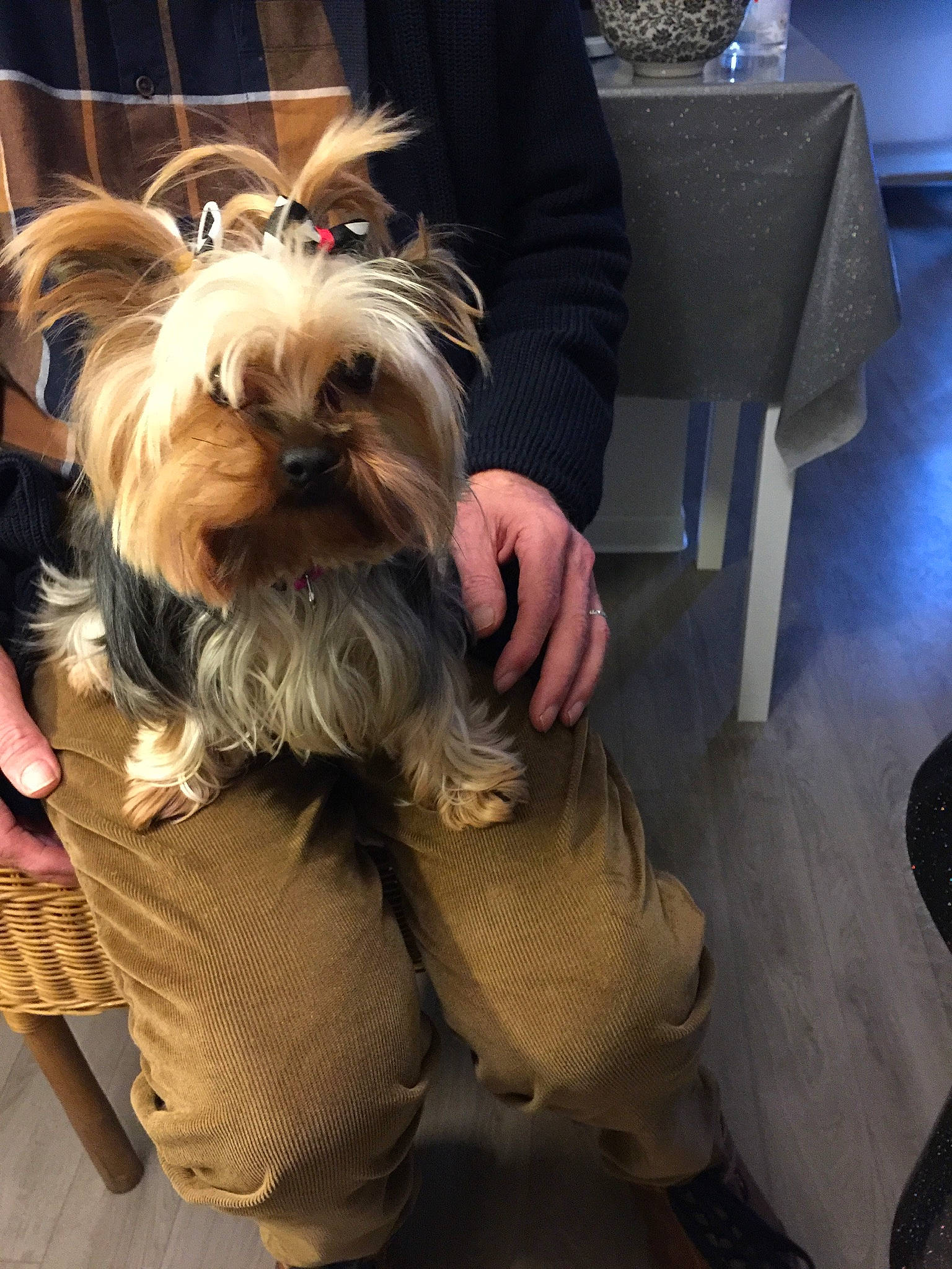 Margotte participe au concours pour gagner de l'argent avec cette photo : canidae, carnivore, chair, companion_dog, dog, dog_breed, dog_clothes, dog_supply, facial_hair, fawn, flooring, fur, liver, sitting, small_terrier, snout, sporting_group, terrier, toy_dog, working_animal