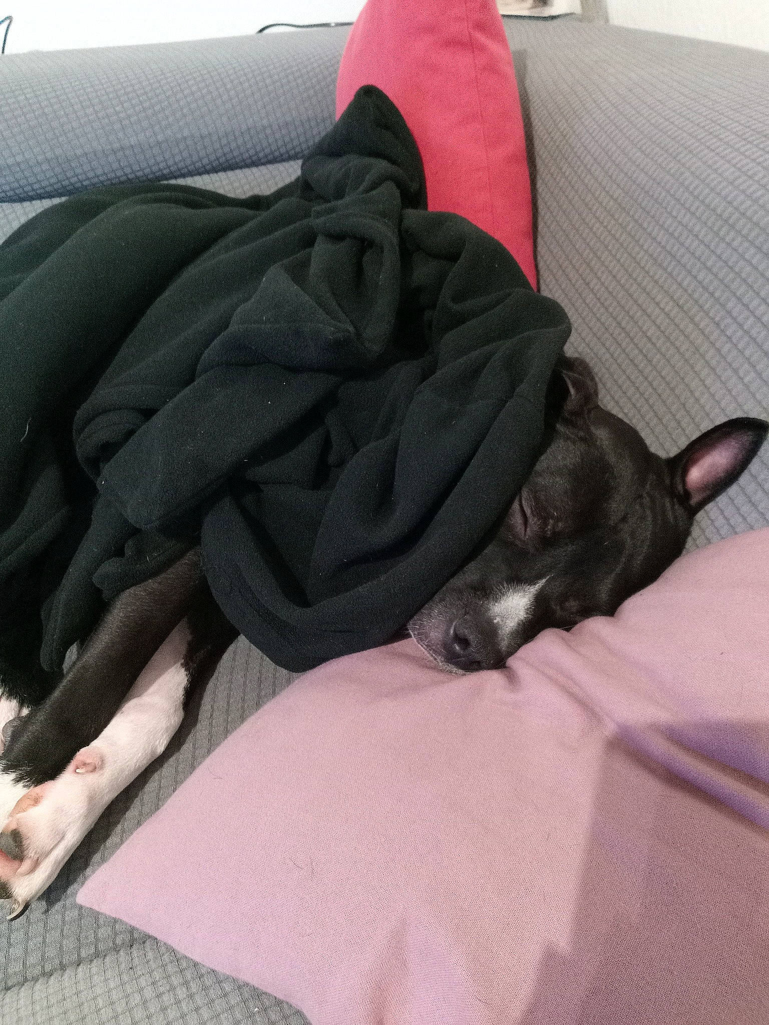 Dexter a rejoint le concours — aidez-le/la à gagner de superbes lots ! boston_terrier, canidae, carnivore, cat, comfort, companion_dog, couch, dog, dog_breed, felidae, french_bulldog, furniture, linens, nap, non_sporting_group, sleep, small_to_medium_sized_cats, sporting_group, whiskers