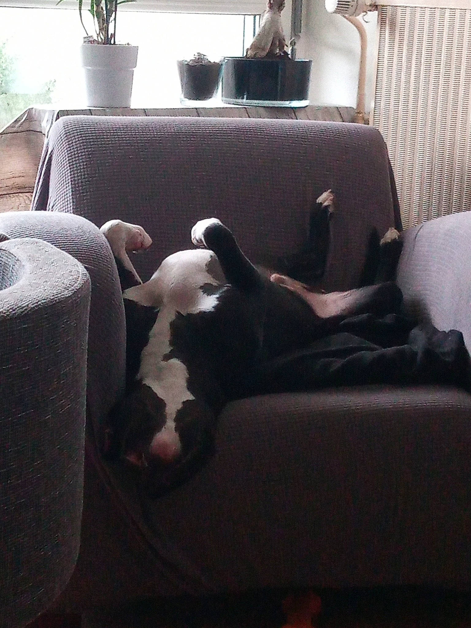 Dexter participe au concours pour gagner de l'argent avec cette photo : boston_terrier, canidae, carnivore, cat, chair, comfort, companion_dog, couch, dog, felidae, french_bulldog, furniture, guard_dog, kitten, nap, non_sporting_group, puppy, room, small_to_medium_sized_cats