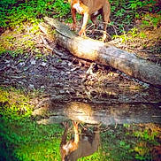 Red joined the competition — help win amazing prizes! dog, brown_dog, reflection, pond, water, log, forest, greenery, leaves, nature, outdoor, animal, canine, tree, trunk, sunlight, shadow, wildlife, calm, serene
