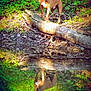 dog, brown_dog, reflection, pond, water, log, forest, greenery, leaves, nature, outdoor, animal, canine, tree, trunk, sunlight, shadow, wildlife, calm, serene