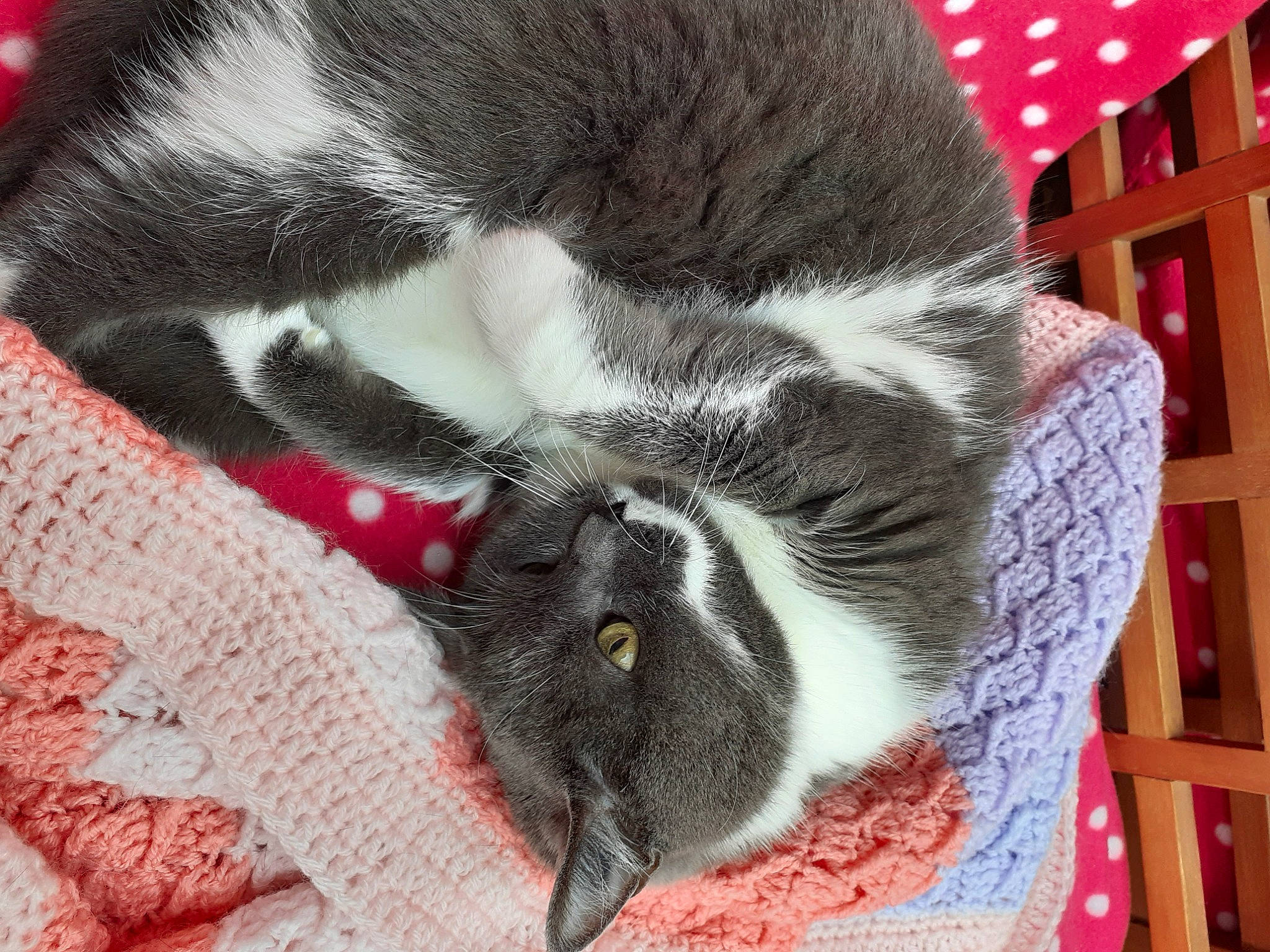 Frankie a rejoint le concours — aidez-le/la à gagner de superbes lots ! carnivore, cat, comfort, domestic_short_haired_cat, felidae, fur, hardwood, nap, pet_supply, small_to_medium_sized_cats, snout, vertebrate, whiskers, wood_stain