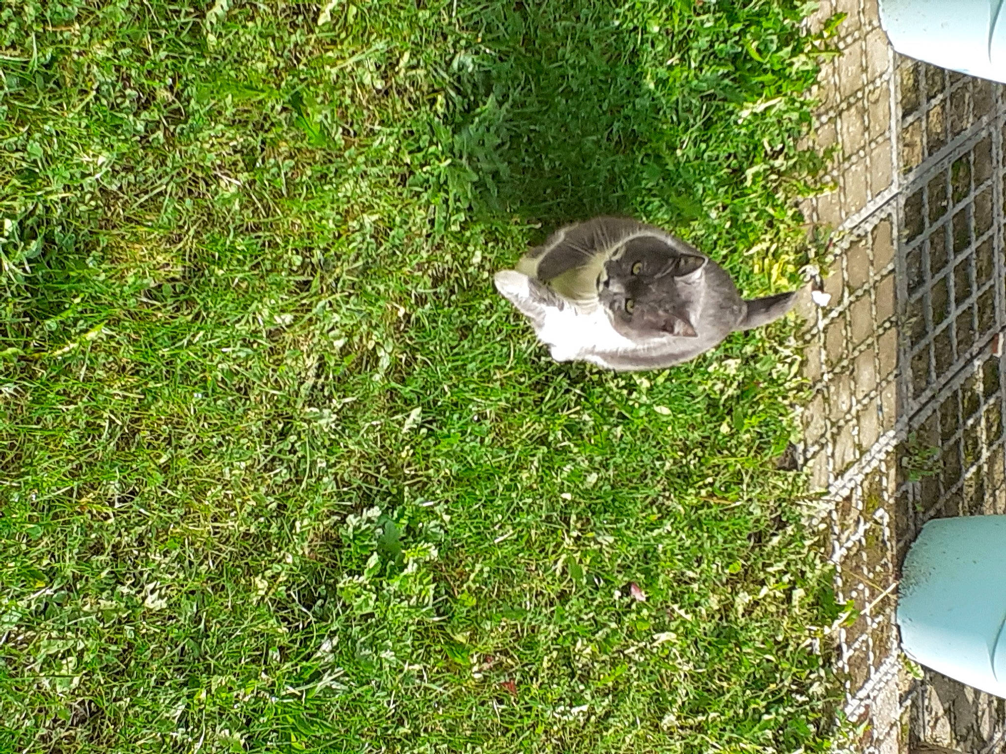 Frankie participe au concours pour gagner de l'argent avec cette photo : carnivore, cat, chain_link_fencing, domestic_short_haired_cat, felidae, grass, grass_family, groundcover, lawn, mesh, small_to_medium_sized_cats, snout, tail, whiskers, wire_fencing