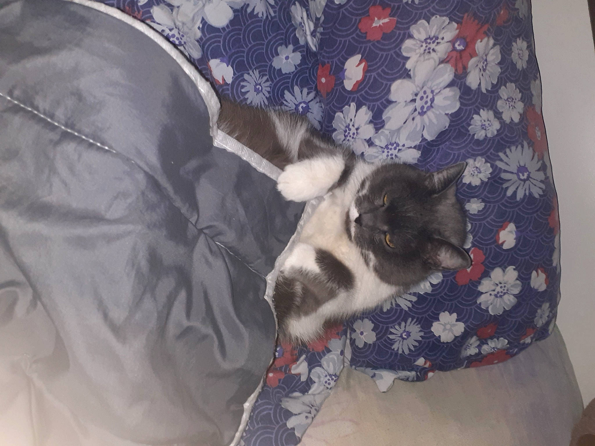 Frankie a rejoint le concours — aidez-le/la à gagner de superbes lots ! carnivore, cat, cat_supply, comfort, companion_dog, couch, dog_breed, domestic_short_haired_cat, fawn, felidae, fur, grey, linens, pattern, paw, small_to_medium_sized_cats, tail, textile, toy_dog, whiskers