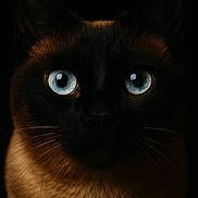 Sangha participe au concours pour gagner de l'argent avec cette photo : cat, siamese_cat, close_up, portrait, blue_eyes, whiskers, dark_background, animal, pet, feline, mammal, fur, face, ears, nose, indoor, looking_at_camera, sharp_focus, mysterious