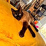 cat, siamese_cat, blue_eyes, yellow_blanket, indoor, furniture, chair, relaxed, pet, animal, fur, claw, paw, looking, home, cozy, soft, resting, curious, domestic