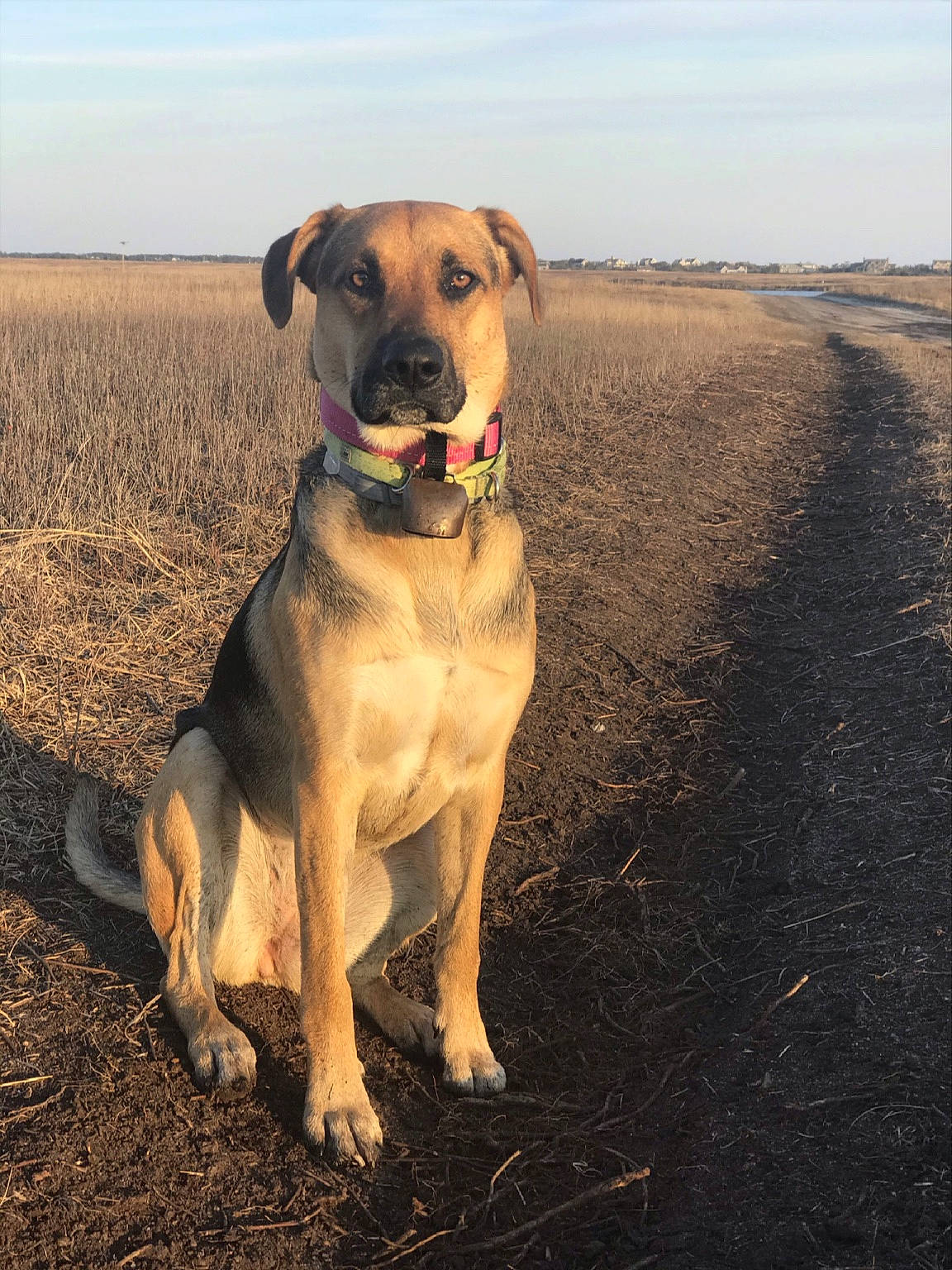Roo is registered to the contest to win money with this photo: carnivore, collar, companion_dog, dog, dog_breed, dog_collar, grass, guard_dog, gun_dog, hunting_dog, landscape, paw, plant, prairie, sky, soil, sporting_group, working_animal, working_dog