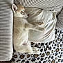 Astra participe au concours pour gagner de l'argent avec cette photo : puppy, dog, sleeping, couch, pillow, blanket, paw_prints, leopard_pattern, cozy, indoor, pet, fur, cute, resting, side_view, animal, home, soft_texture, relaxation, nap