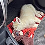 Astra participe au concours pour gagner de l'argent avec cette photo : puppy, dog, toy, stuffed_animal, car_interior, gear_shift, red_blanket, sleeping, cute, cozy, footwell, car_seat, pet, animal, soft_toy, relaxing, indoor, closeup, resting, furry
