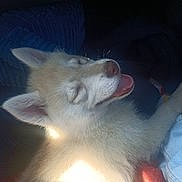 Astra a rejoint le concours — aidez-le/la à gagner de superbes lots ! puppy, dog, smiling, happy, fluffy, light_colored, pet, animal, blanket, cozy, resting, indoor, sunlight, fur, cute, young, canine, sleepy, tongue_out, close_up