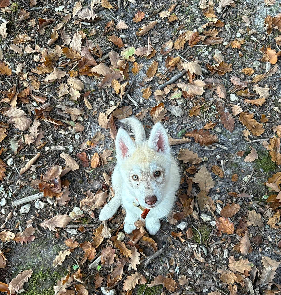 Astra a rejoint le concours — aidez-le/la à gagner de superbes lots ! puppy, dog, white_dog, autumn, leaves, forest_floor, nature, outdoor, pet, cute, animal, young_dog, ears, eyes, fur, ground, brown, orange, playful, sitting