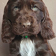 Ashtag a rejoint le concours — aidez-le/la à gagner de superbes lots ! adorable, big_eyes, brown_fur, close_up, cute, dog, domestic_animal, floppy_ears, fur_texture, green_collar, mammal, pet, portrait, puppy, sitting, studio_background, wet_nose, whiskers, white_chest, young