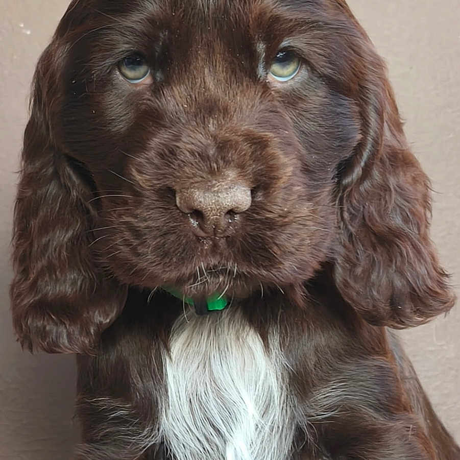 Ashtag a rejoint le concours — aidez-le/la à gagner de superbes lots ! adorable, big_eyes, brown_fur, close_up, cute, dog, domestic_animal, floppy_ears, fur_texture, green_collar, mammal, pet, portrait, puppy, sitting, studio_background, wet_nose, whiskers, white_chest, young
