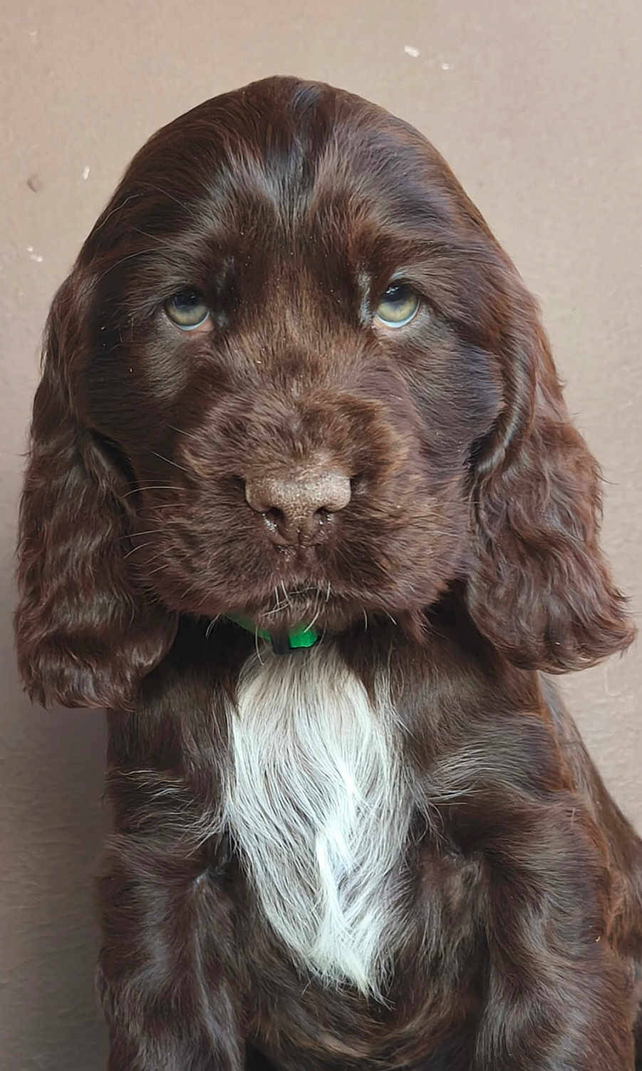 Ashtag a rejoint le concours — aidez-le/la à gagner de superbes lots ! adorable, big_eyes, brown_fur, close_up, cute, dog, domestic_animal, floppy_ears, fur_texture, green_collar, mammal, pet, portrait, puppy, sitting, studio_background, wet_nose, whiskers, white_chest, young