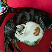 Belle participe au concours pour gagner de l'argent avec cette photo : carnivoran, cat, cat_like_mammal, fur, kitten, paw, small_to_medium_sized_cats, whiskers