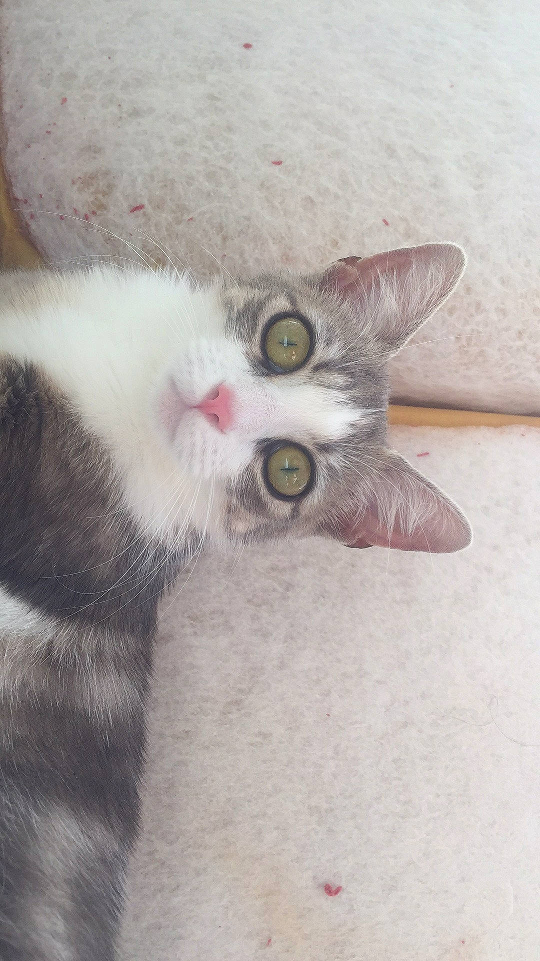 Pims participe au concours pour gagner de l'argent avec cette photo : british_shorthair, carnivore, cat, domestic_short_haired_cat, ear, eye, fawn, felidae, kitten, nose, polydactyl_cat, small_to_medium_sized_cats, snout, tail, whiskers